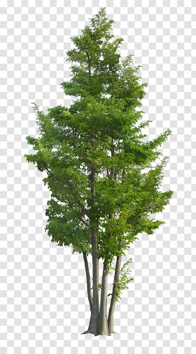 Ilex Rotunda Tree Landscape Garden Green - Pine Family - Luxuriant Trees Transparent PNG