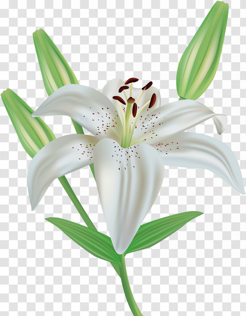 Easter Lily Background - Lilies - Order Hippeastrum Transparent PNG