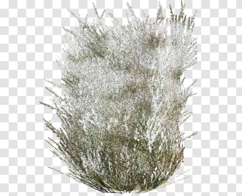 Winter Trees Advertising Sponsor Grasses - Twig - Tree Transparent PNG
