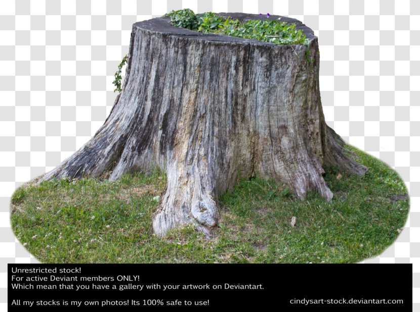 Tree Stump Photography Clip Art - Plant Transparent PNG