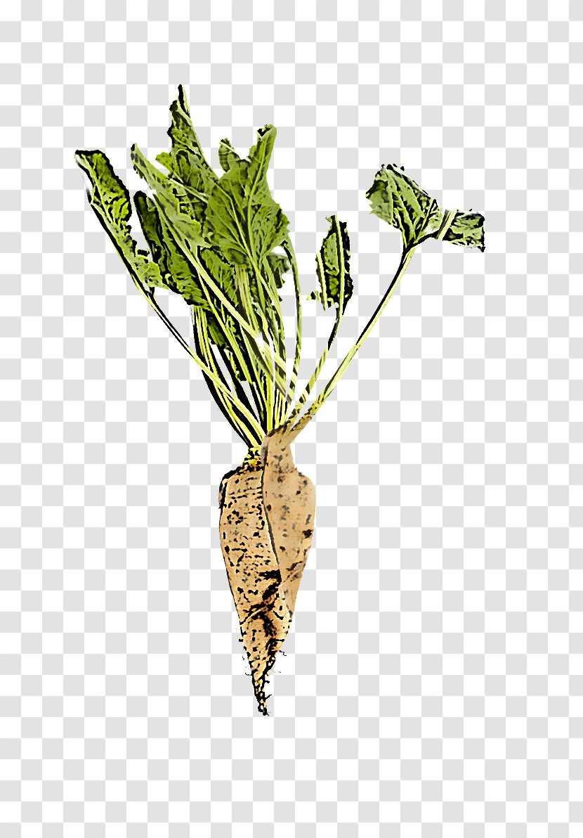 Plant Flower Vegetable Leaf Herb - Root Transparent PNG