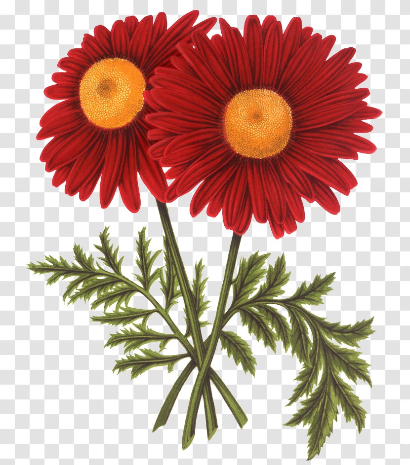 Transvaal Daisy Chrysanthemum Common Sunflower - Plant - Retro Red Transparent PNG