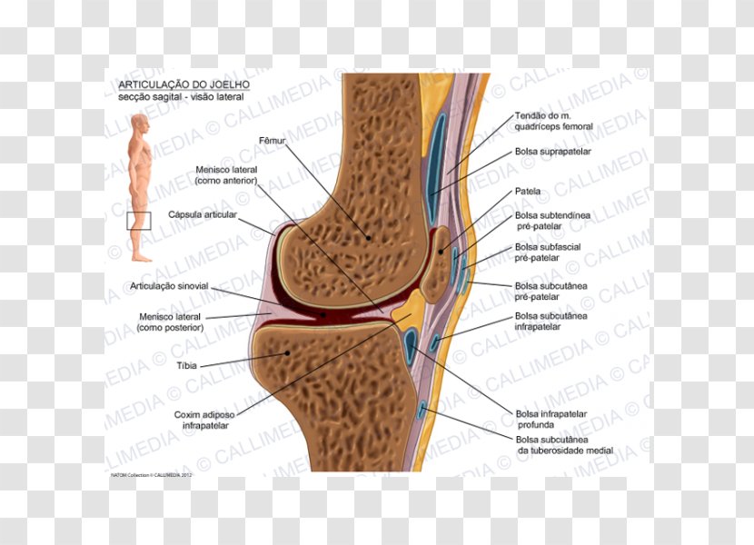 Knee Prepatellar Bursitis Infrapatellar Synovial Bursa - Flower - Abdomen Anatomy Transparent PNG