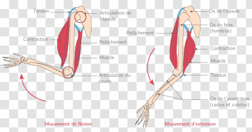 Thumb Muscle Joint Muscular System Élongation Musculaire - Watercolor - Arm Transparent PNG