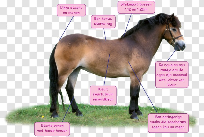 Stallion Exmoor Pony Mustang Shetland - Horse Tack Transparent PNG