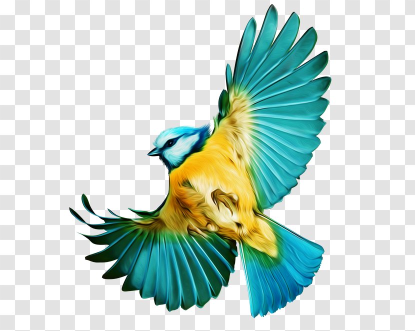 Bird Flight Budgerigar Parrot - Beak Transparent PNG