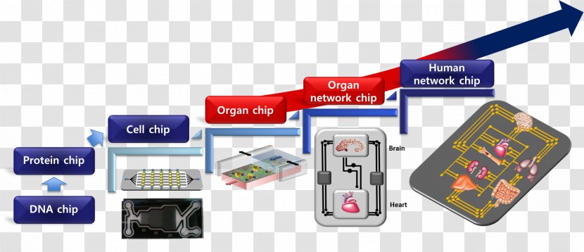Organ-on-a-chip Lab-on-a-chip Integrated Circuits & Chips In Vitro - Cartoon - Tree Transparent PNG