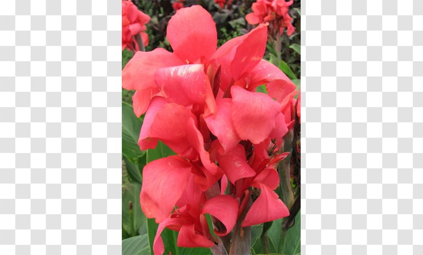 Canna Botanical Garden Indian Shot Lilium - Bulb Transparent PNG
