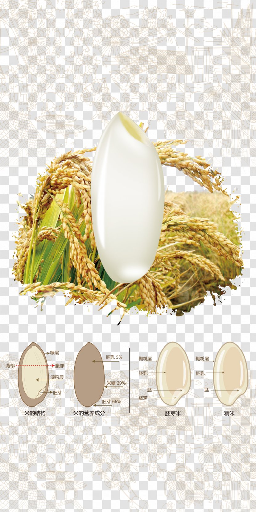 Oryza Sativa Rice Cereal Paddy Field - Particles Transparent PNG