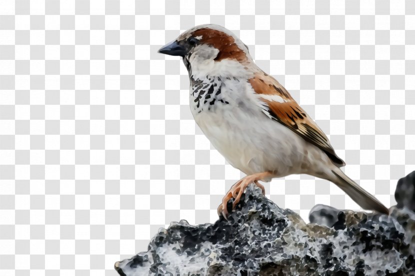 Bird House Sparrow Beak Songbird - Brambling - Finch Transparent PNG