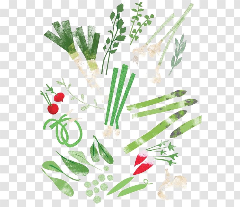 Drawing Art Food Vegetable Illustration - Flower - Material Transparent PNG