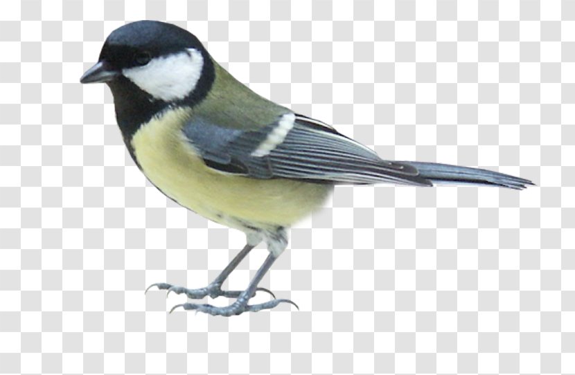 Bird Clip Art - Me Transparent PNG