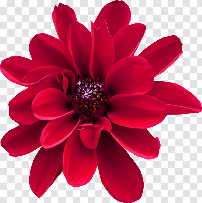 Dahlia Red Cut Flowers Gift - Daisy Family - Flower Transparent PNG