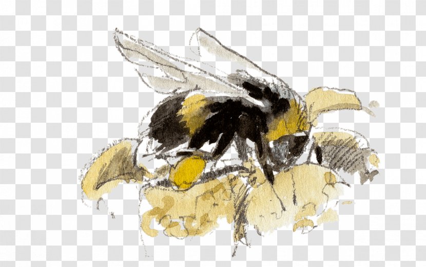 Honey Bee Bumblebee - Transformers - Pollen Transparent PNG