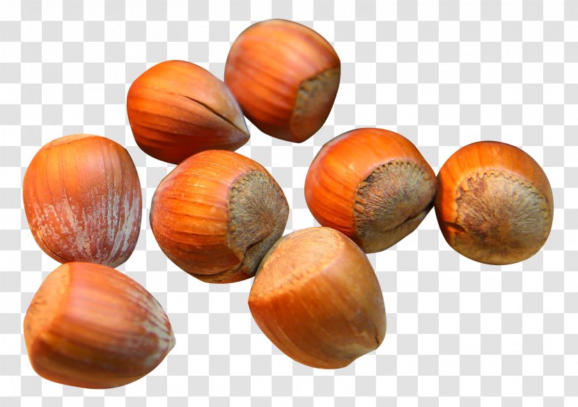 Hazelnut Meghli Tunisian Cuisine - Nut Transparent PNG