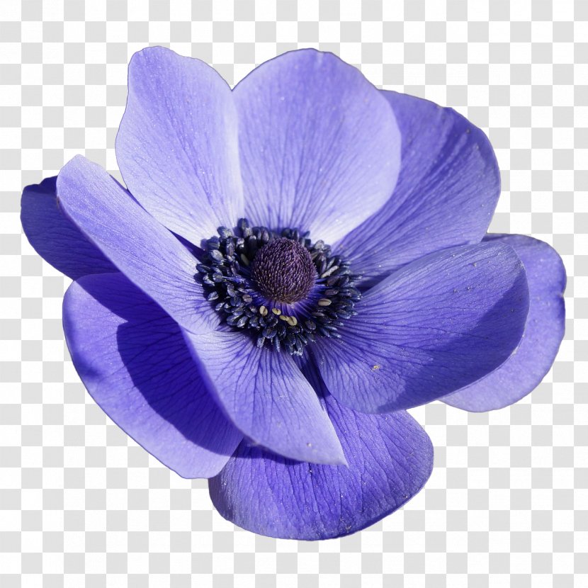 Anemone Blanda Apennina Coronaria Flower - Flowering Plant Transparent PNG