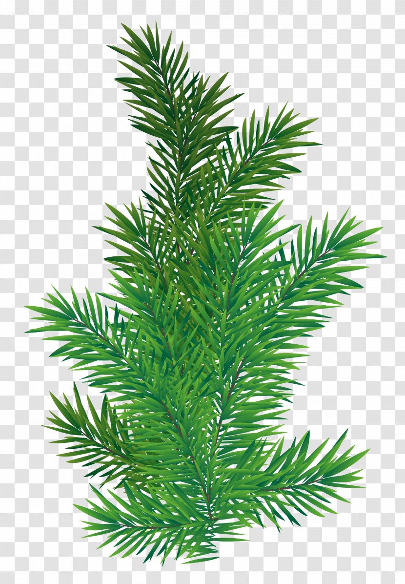 Tree Branch Scots Pine - Cypress Family - Picture Transparent PNG
