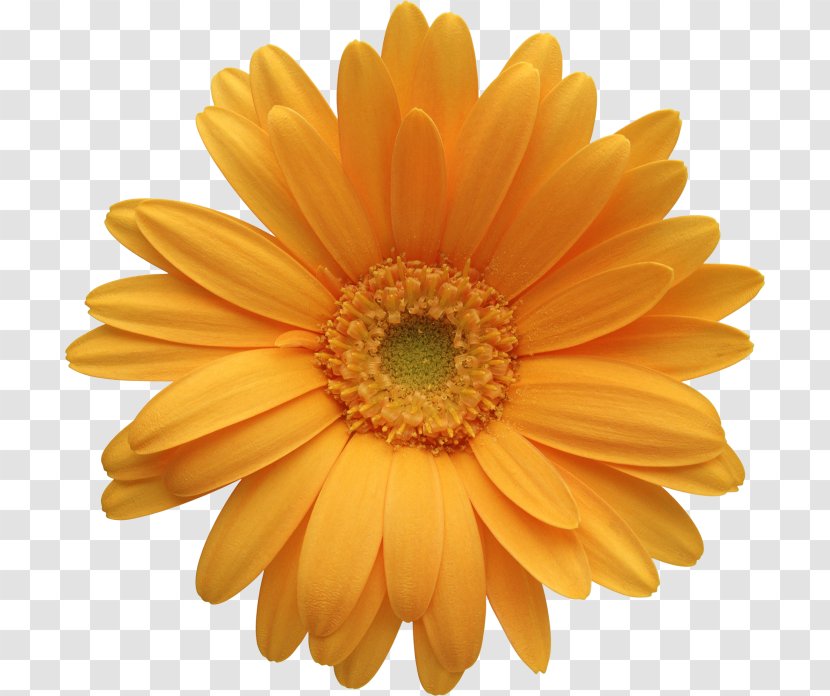 Transvaal Daisy Flower Common Clip Art - Petal Transparent PNG