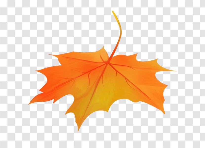 Maple Leaf Stock Photography Royalty-free Transparent PNG