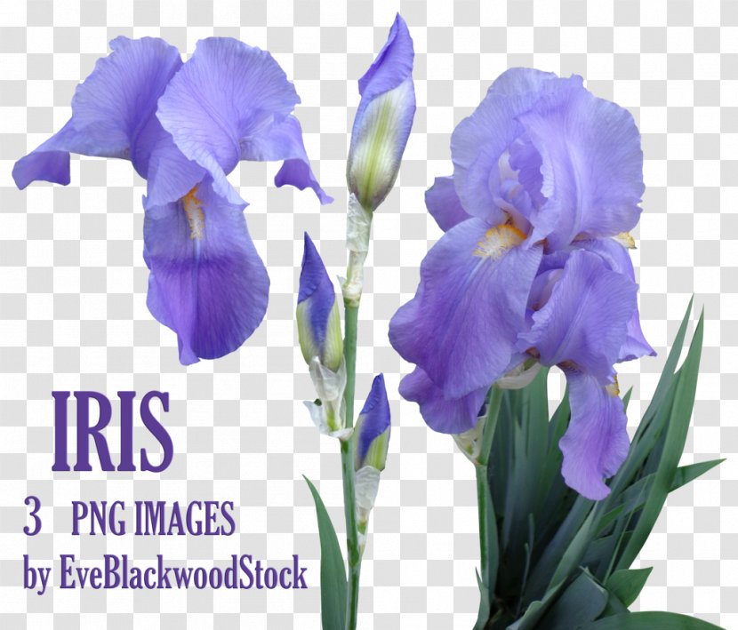 Flower Iris Orris Root - Irises - Purple Transparent PNG