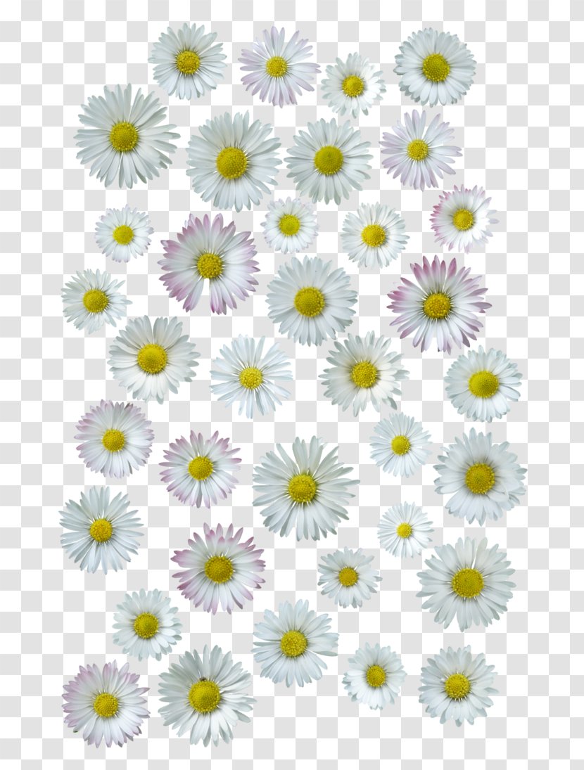 Common Daisy Chrysanthemum Oxeye Floral Design Cut Flowers - Floristry Transparent PNG