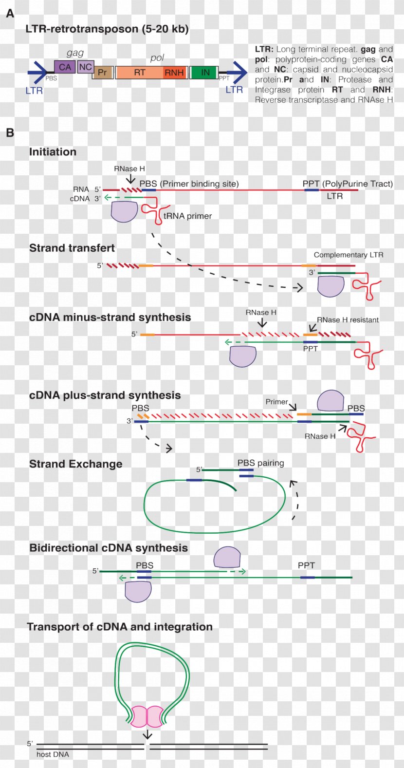 LTR Retrotransposon Long Terminal Repeat Transcription Reverse Transcriptase - Capsid Transparent PNG