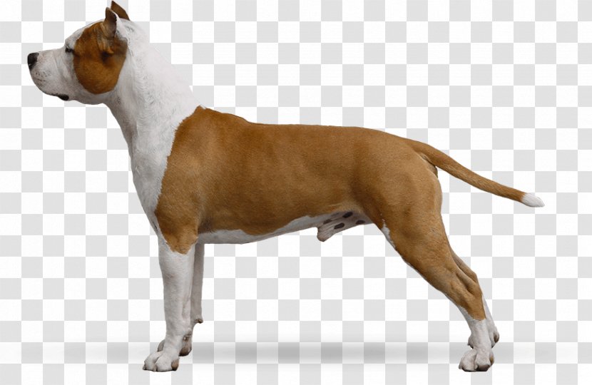 American Staffordshire Terrier Bull And Pit Old English Transparent PNG