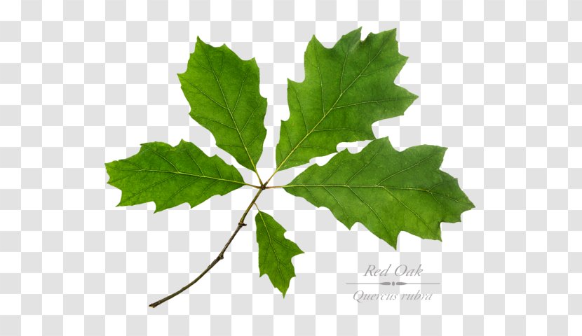 Maple Leaf Grape Leaves Twig Plane Trees - Oak Transparent PNG