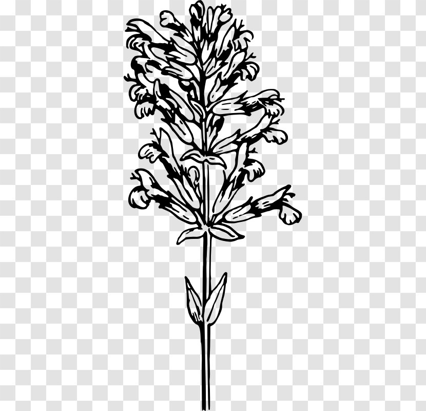 Twig Medicinal Plants Herb Clip Art - Flowering Plant Transparent PNG