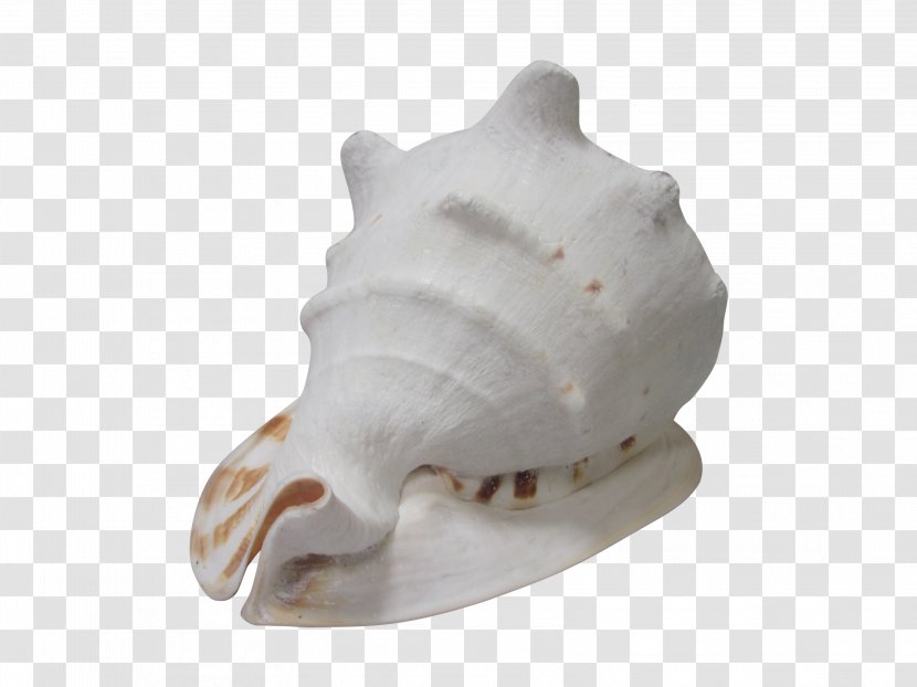 Bone Shankha - Jaw - Conch Shell Transparent PNG