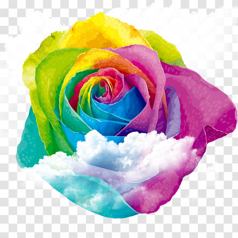 Rainbow Rose Centifolia Roses Garden - Rosa - Colorful On The Clouds Transparent PNG