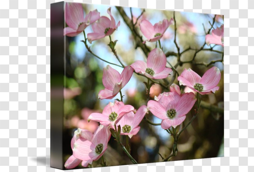 Blossom Flowering Dogwood Tree Southern Magnolia - Plant - Flower Transparent PNG