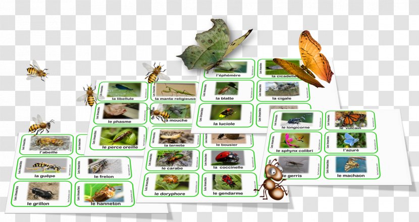 Organism Nomenclature Biodiversity Language 0 - Tool - Fauna Transparent PNG