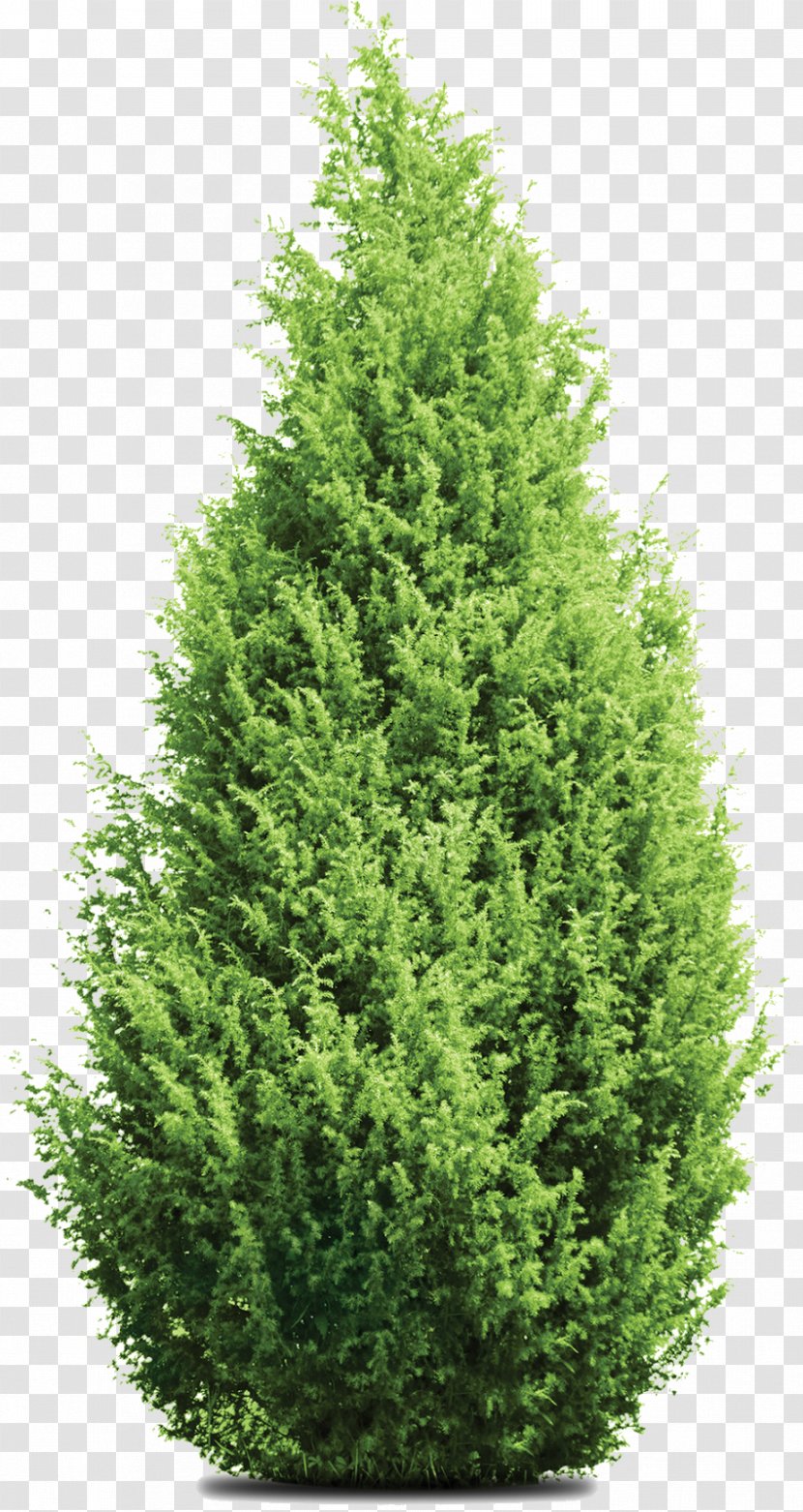 Pine Mediterranean Cypress Leyland Tree Evergreen - Plant - 4/1 4/2 Ratchadamri Rd Transparent PNG