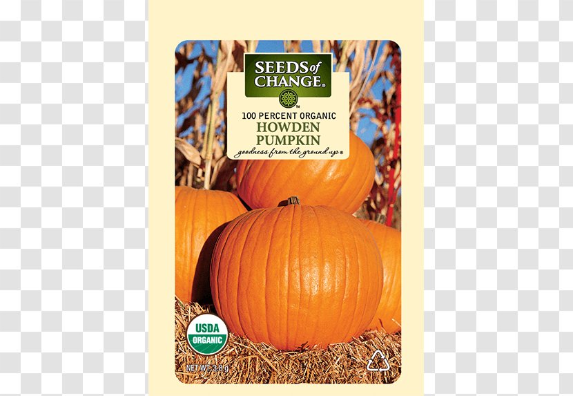 Pumpkin Winter Squash Organic Certification Food Thanksgiving - Seeds Transparent PNG