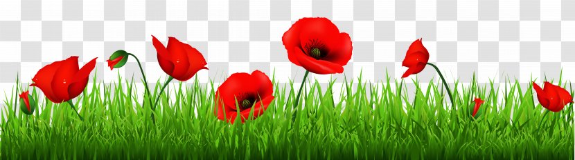 Poppy Flowers Common Armistice Day Clip Art - Field - Grass With Beautiful Poppies Clipart Transparent PNG