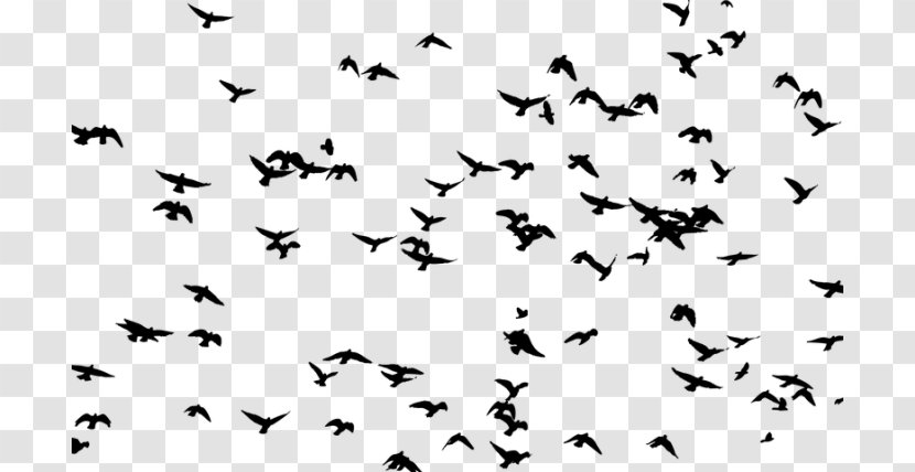 Bird Goose Flock Flight Clip Art - Sky Transparent PNG