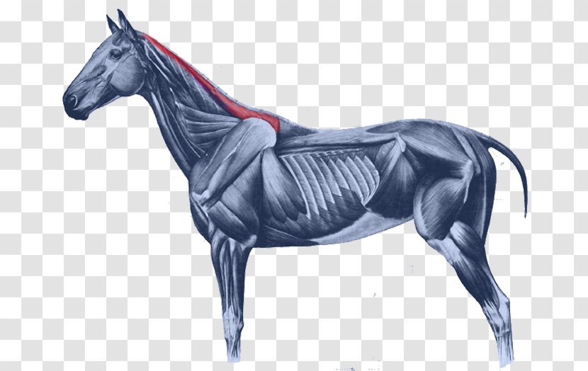 Equine Anatomy Horses Muscular System Of The Horse Muscle Mustang - Mane - Rhombus Transparent PNG