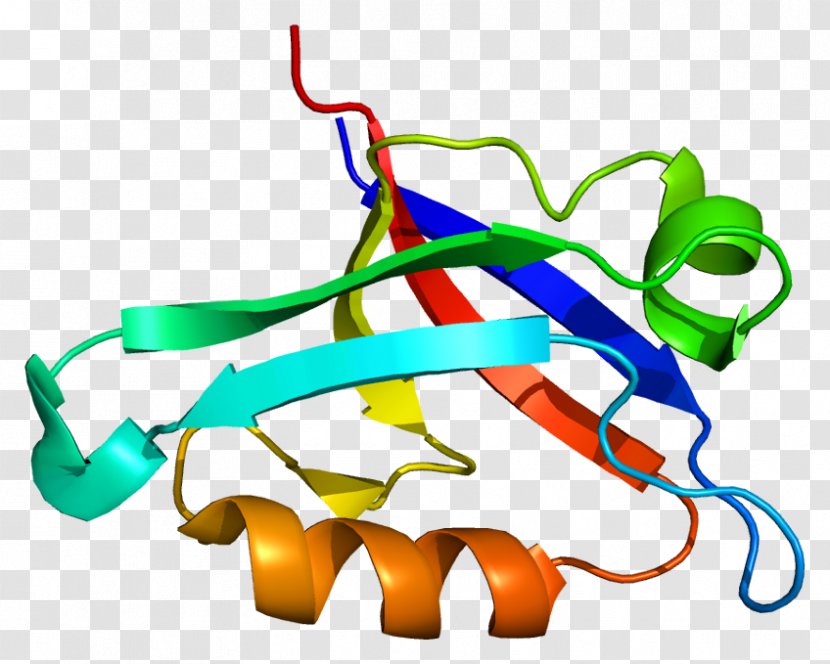 GOPC Protein PDZ Domain CSPG5 Nest - Gene - Organism Transparent PNG