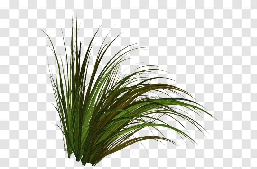 Tree Lawn Herbaceous Plant Clip Art - Sweet Grass - Cattails Transparent PNG