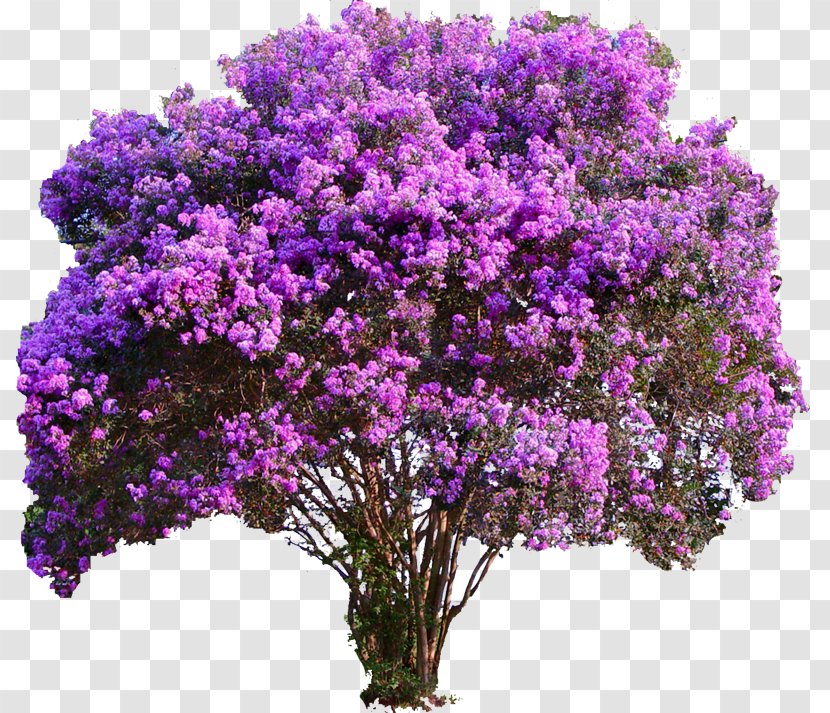 Crepe-myrtle Tree Plant Garden - Lavender Transparent PNG