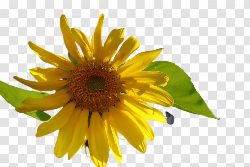 Sunflower - Pollen - Asterales Daisy Family Transparent PNG