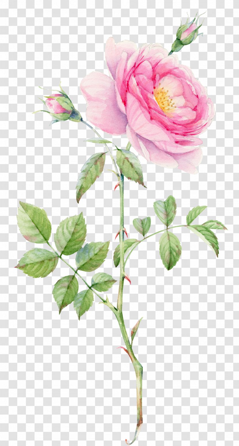 Clip Art Watercolor Painting Drawing - Floribunda - Rose Thorns Plant Flora Transparent PNG