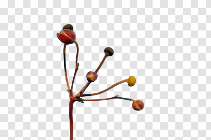 Plant Stem Twig Flower Plants Biology Transparent PNG