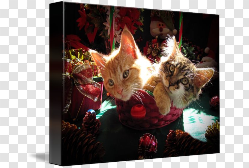 Kitten Whiskers Cat Puppy Cuteness - Christmas Transparent PNG