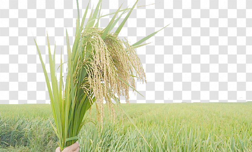 Rice Oryza Sativa Crop Vetiver - Grass Transparent PNG