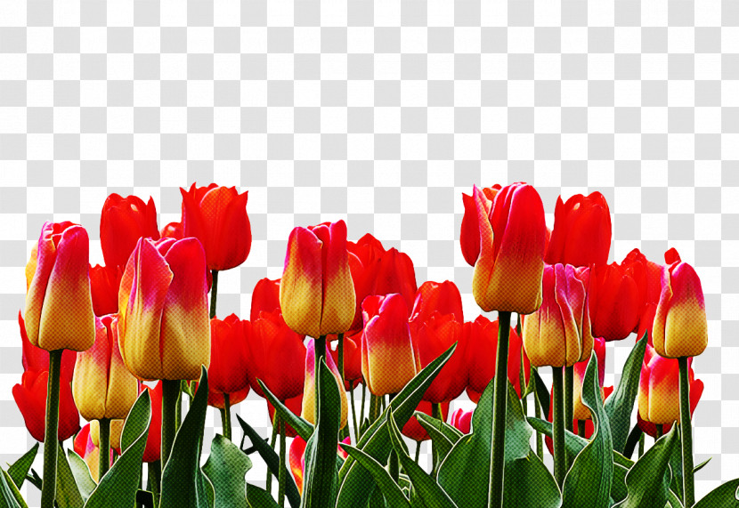 Flower Tulip Petal Plant Lady Tulip Transparent PNG