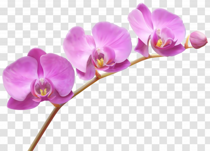 Lady's Slipper Orchids Flower Clip Art - Daisy Orchid - Transparent PNG Image Transparent PNG