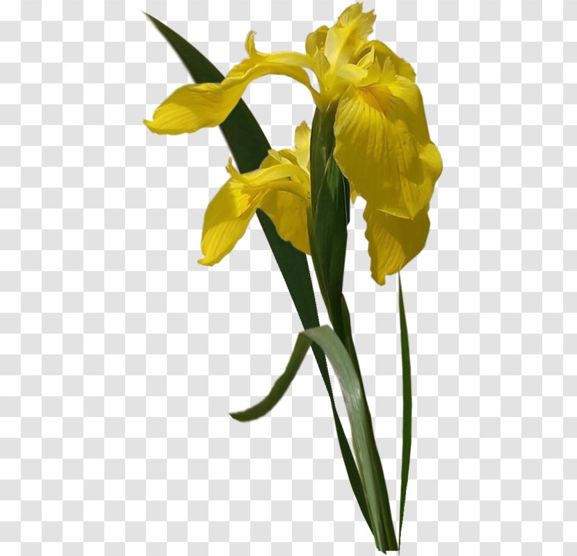 Yellow Flower Clip Art Image - Spring Transparent PNG