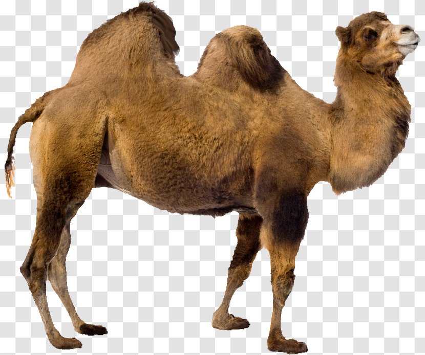 Bactrian Camel Dromedary - Like Mammal Transparent PNG